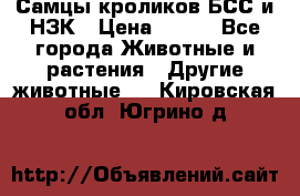 Самцы кроликов БСС и НЗК › Цена ­ 400 - Все города Животные и растения » Другие животные   . Кировская обл.,Югрино д.